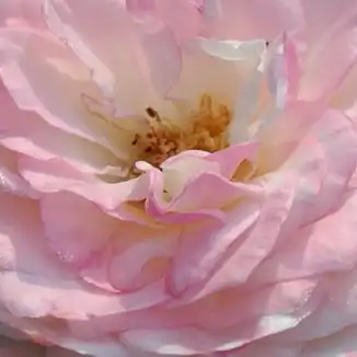 Trandafiri online - Alb - trandafir nostalgic - trandafir cu parfum discret - Rosa Eliane Gillet - Dominique Massad - ,-